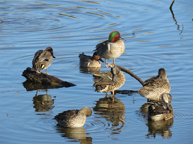 Green-winged Teal by Simon Thompson
